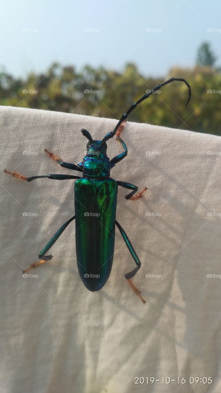 Very nice pick beautiful