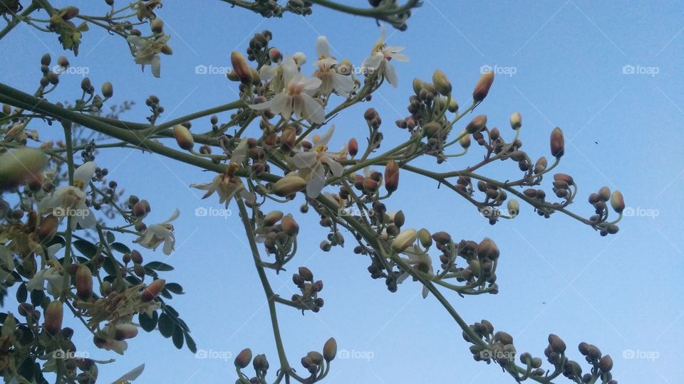 A beautiful scene of bud and flowers in the trees.