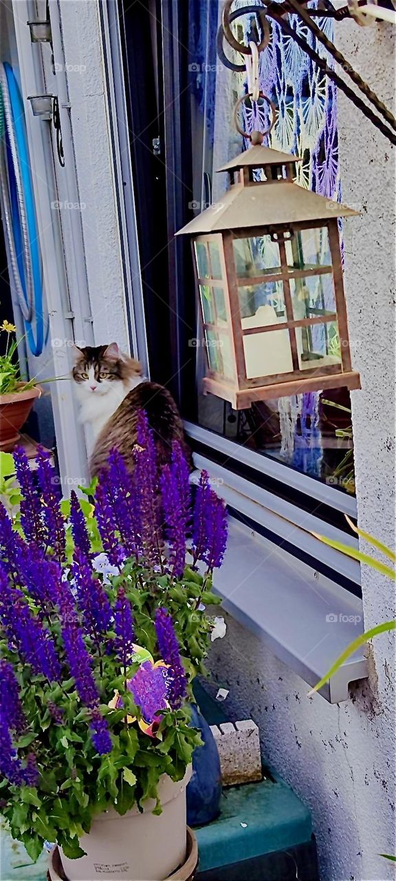 “Linda”, the cat is sitting contentedly on the windowsill of the beautiful house in “Lower Bavaria”, Germany taking in the sights of a colorful garden in full bloom. 2024. Hypnotic Productions