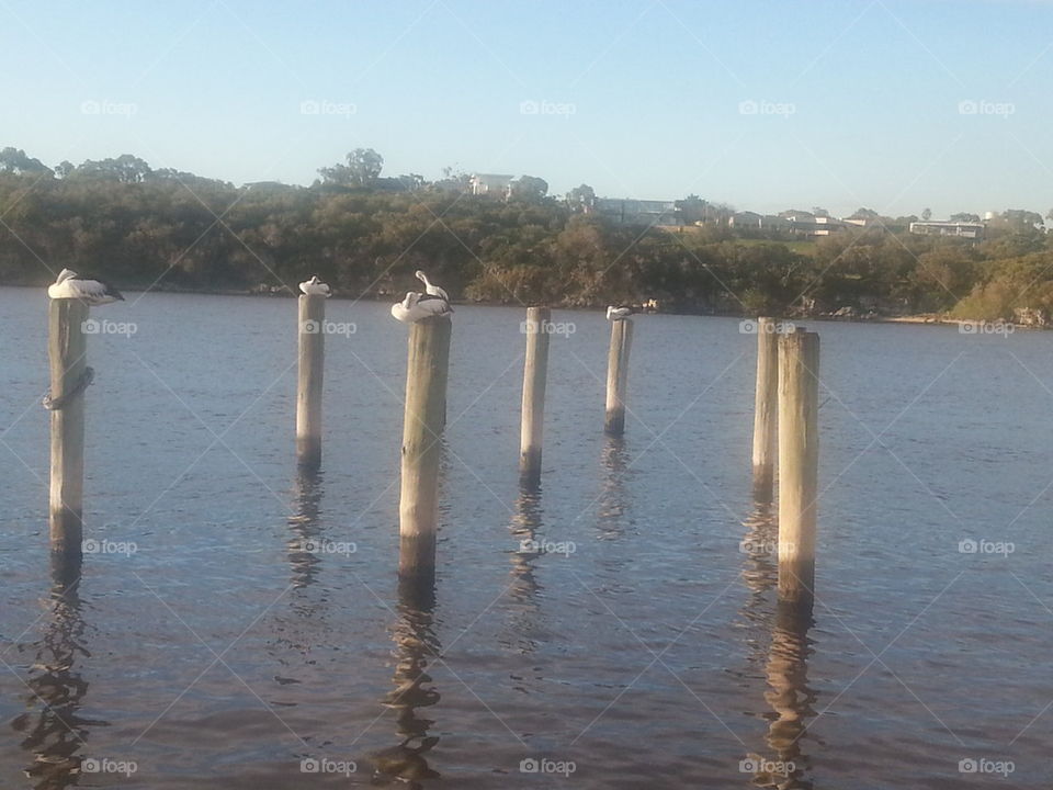 pelicans on the Swan River