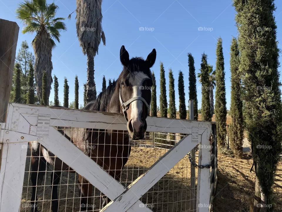 Horse 