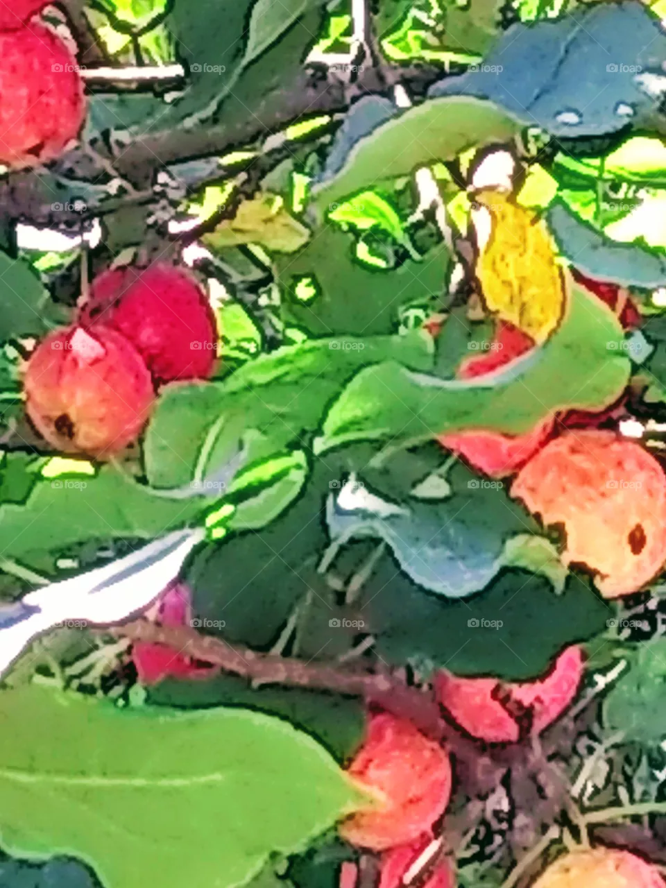 apples
