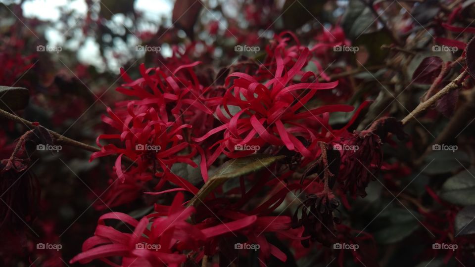 Tree, Nature, Color, Flower, No Person