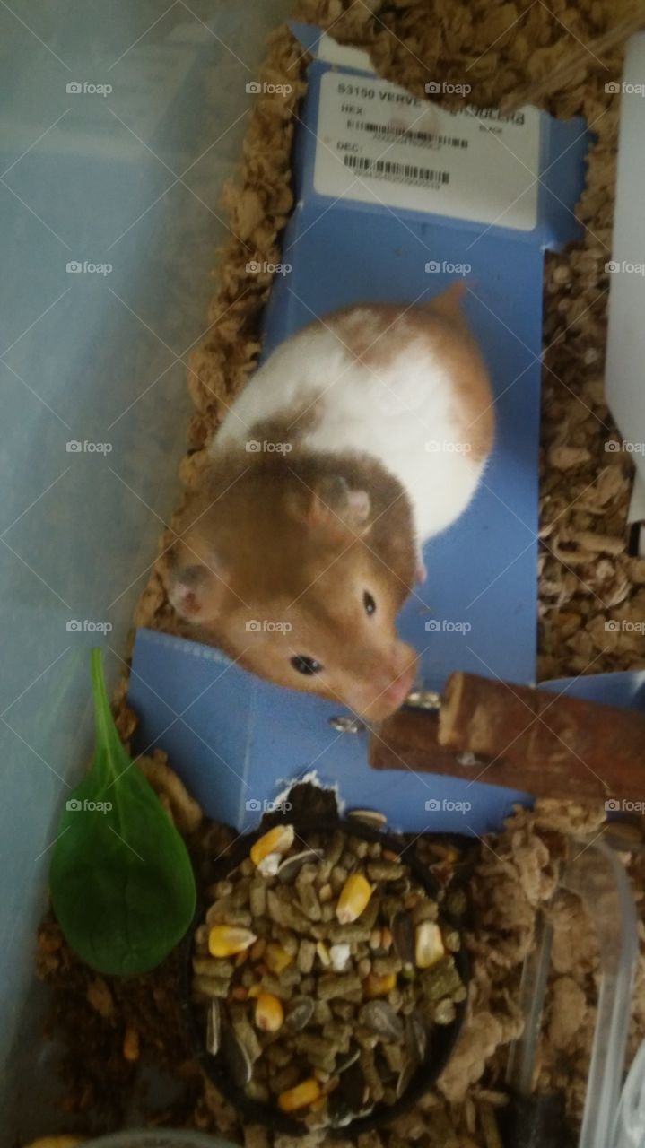 Dusty, Syrian hamster waiting for more food