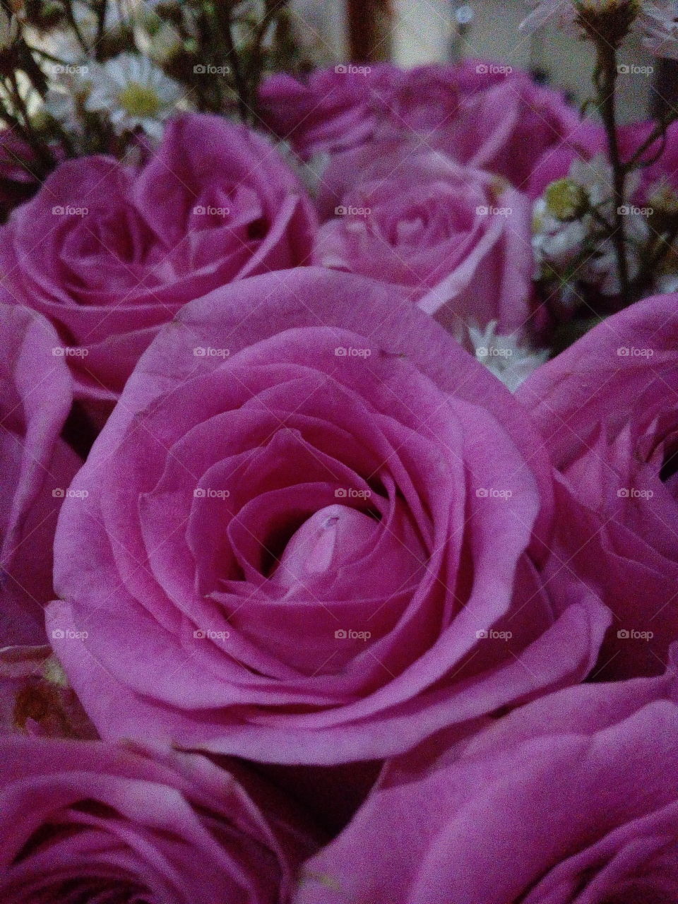 Pink Roses