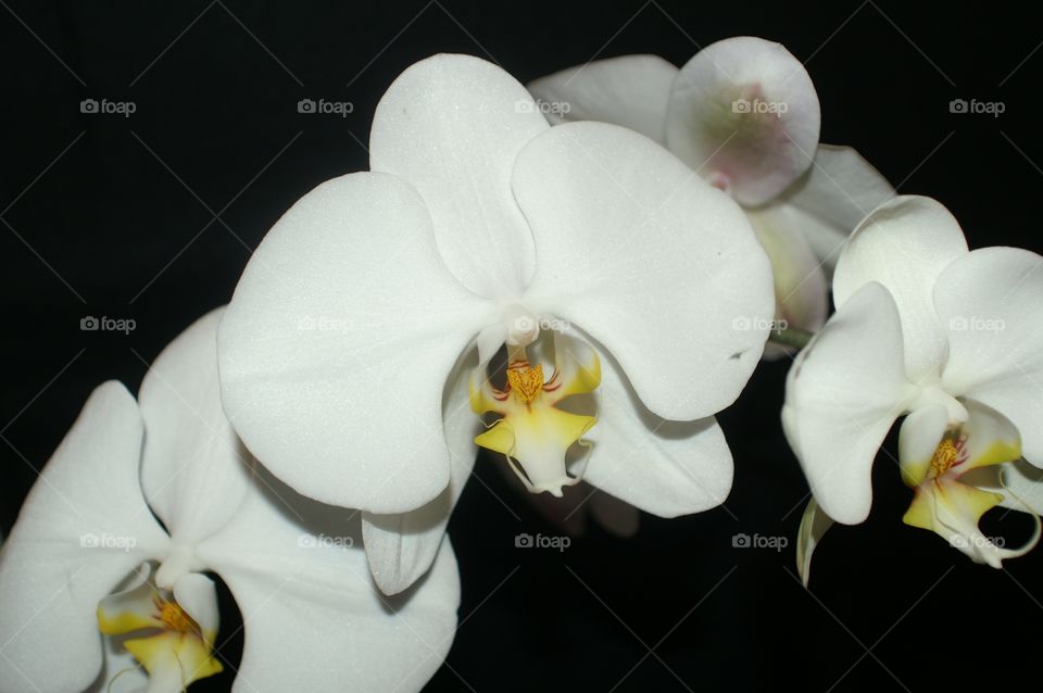 Flower, Phalaenopsis, Orchids, Exotic, Tropical