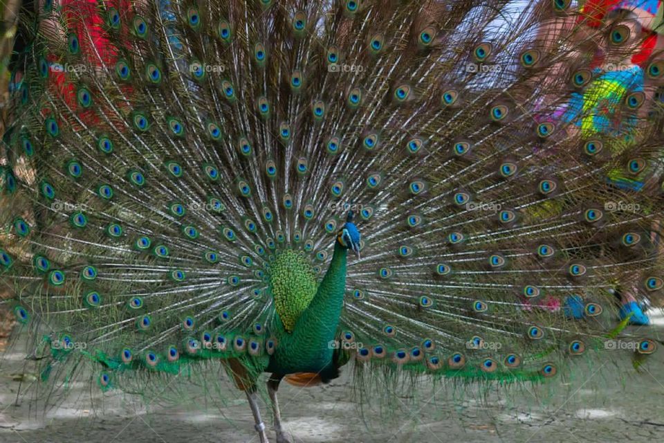 Peacock 