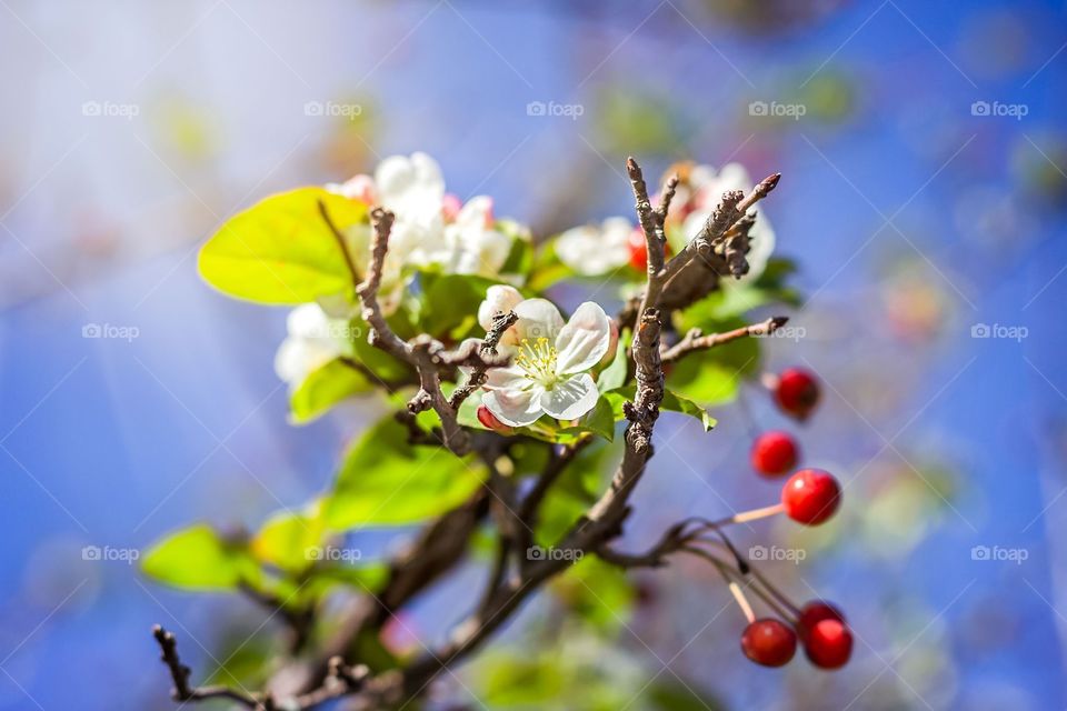 Crab apple tree