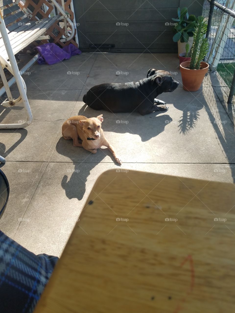 The dogs love the sun outside on the porch.