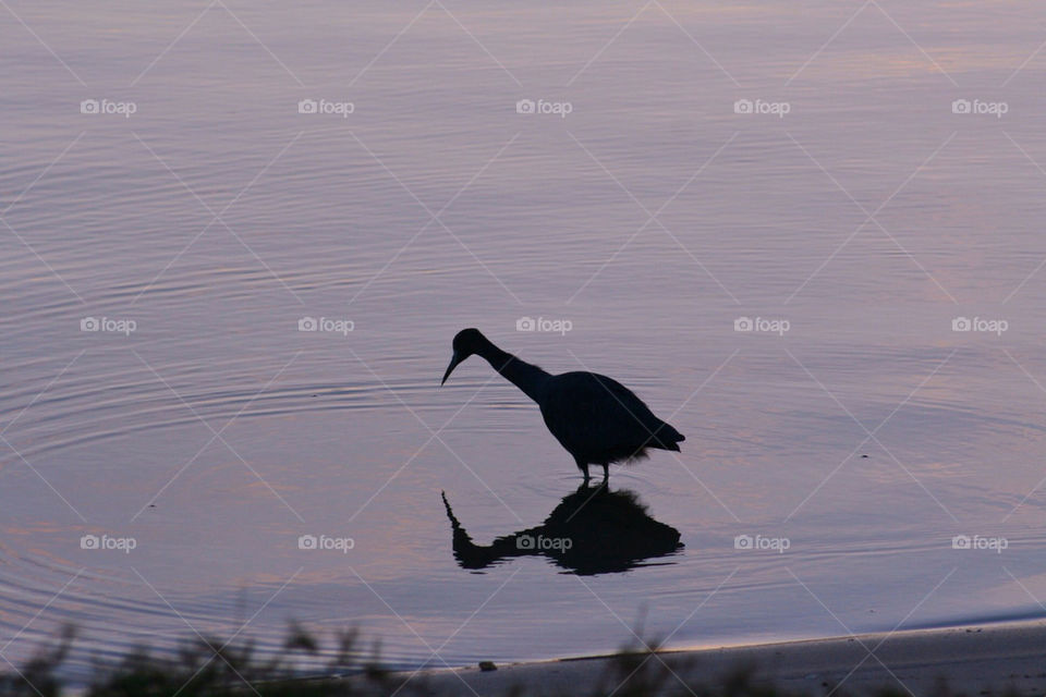 hunting water bird sunrise by mmcook