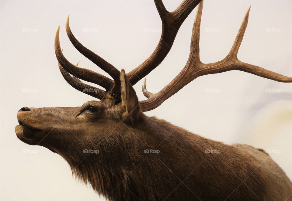 The elk