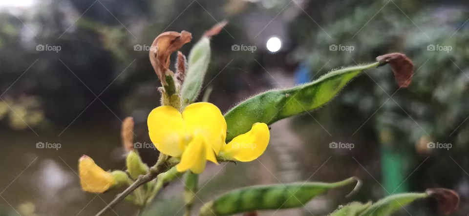 The yellow beauty