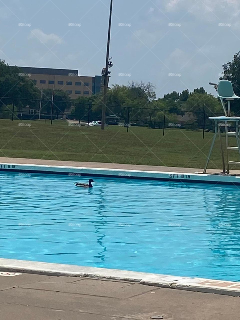 A lone duck swims in the swimming pool. 