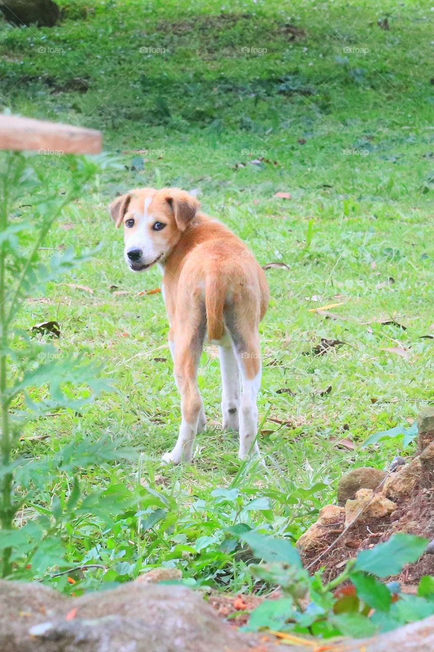 A dog plays in the park