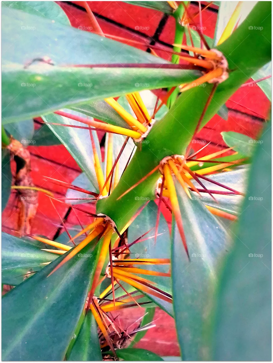 cactus