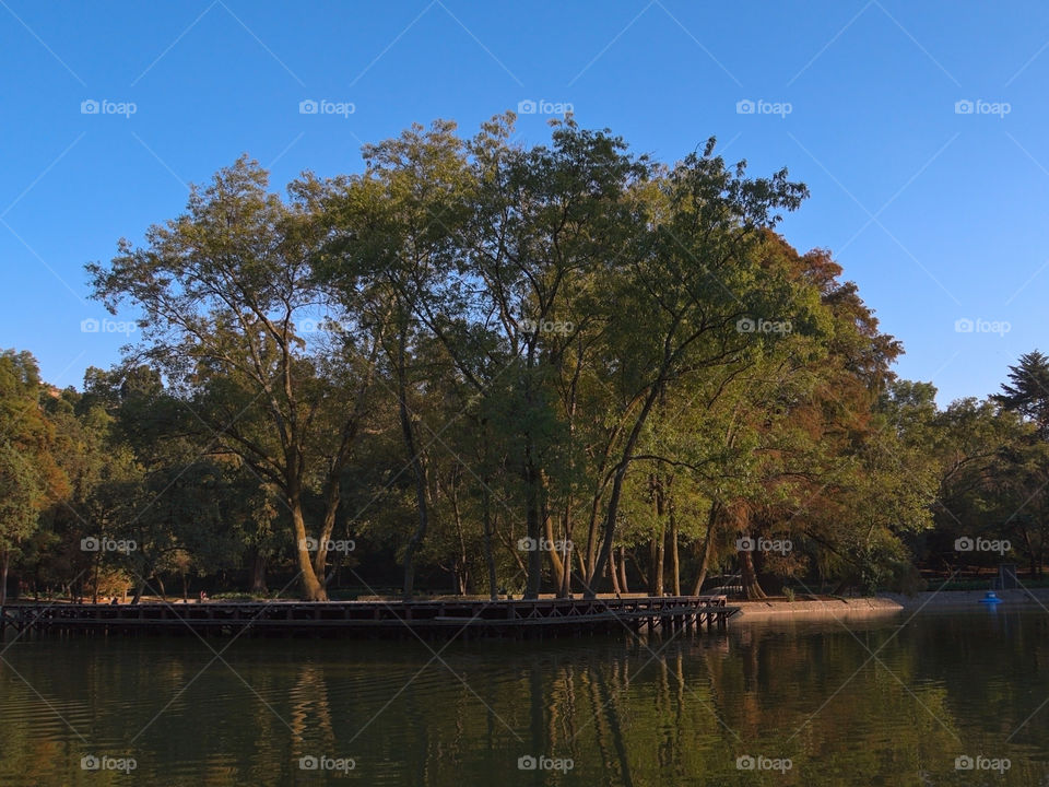 Trees and wooden deck in lakeshore at "Chapultepec" Park in Mexico City
