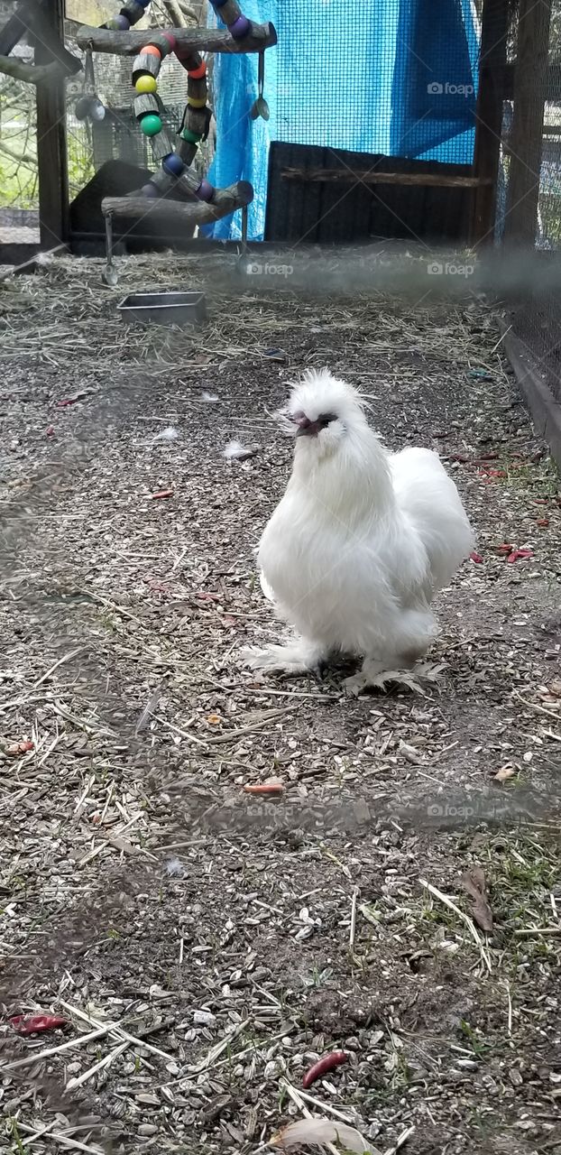 This chicken heard there was going to be casting for rock-a-doodle remake