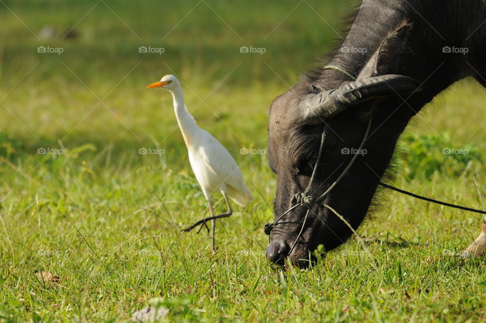 Cape buffalo and cattle egret on field