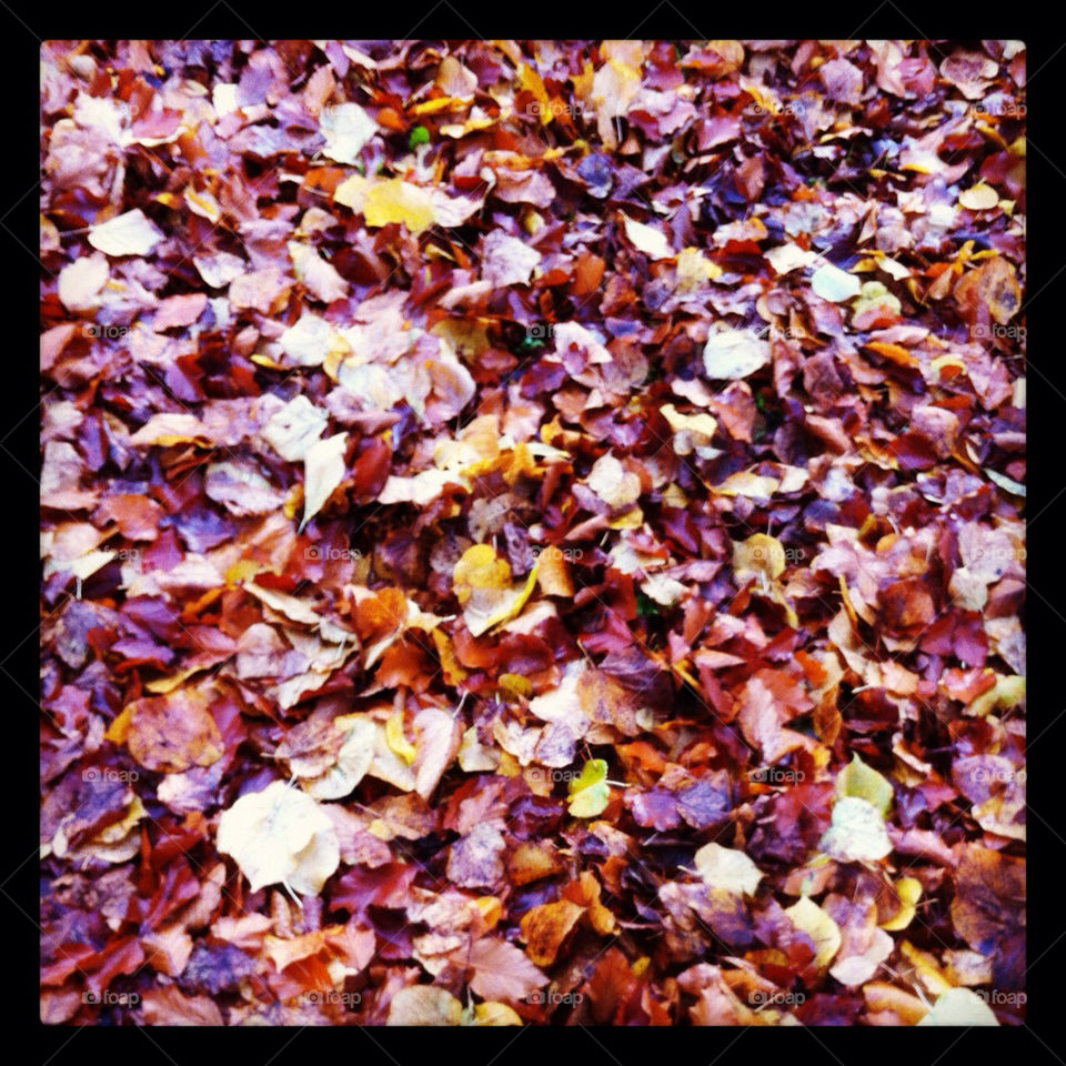 england leaves fall autumn by