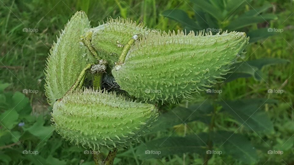 milk weed pod seed
