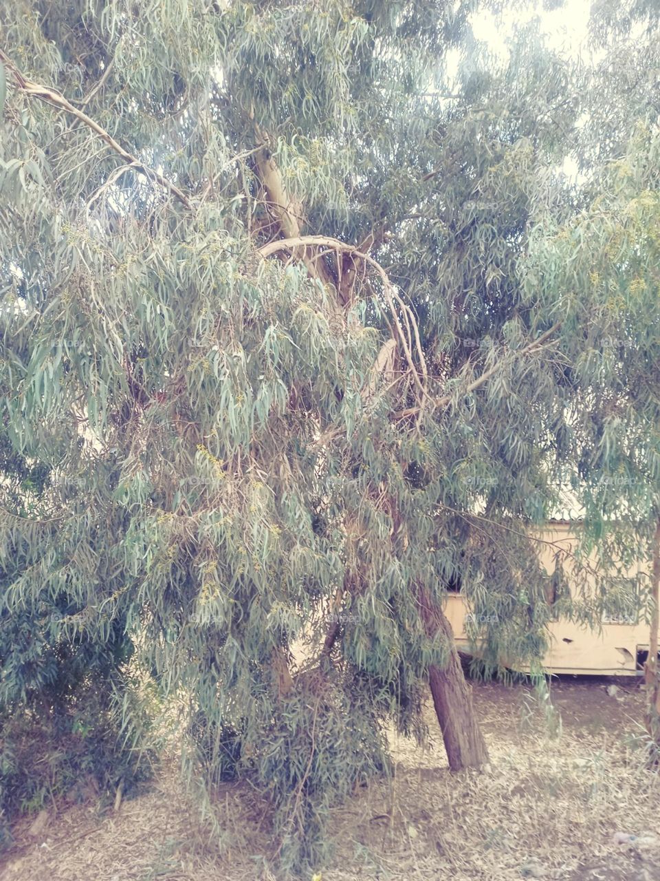 old tree 🌲 the forest 💥