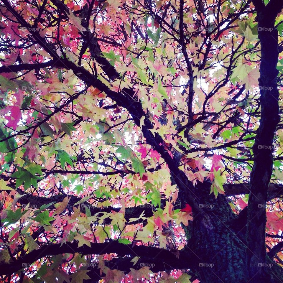 Autumn leafs on a tree 