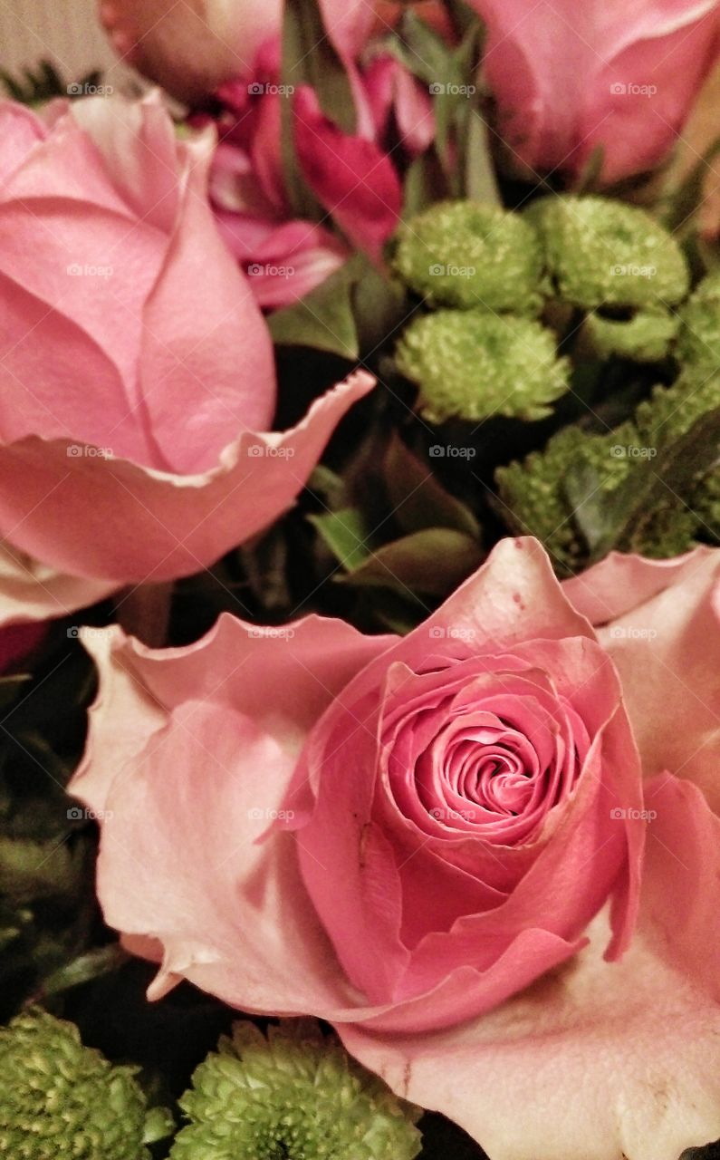 Beautiful pink roses. Beautiful pink roses