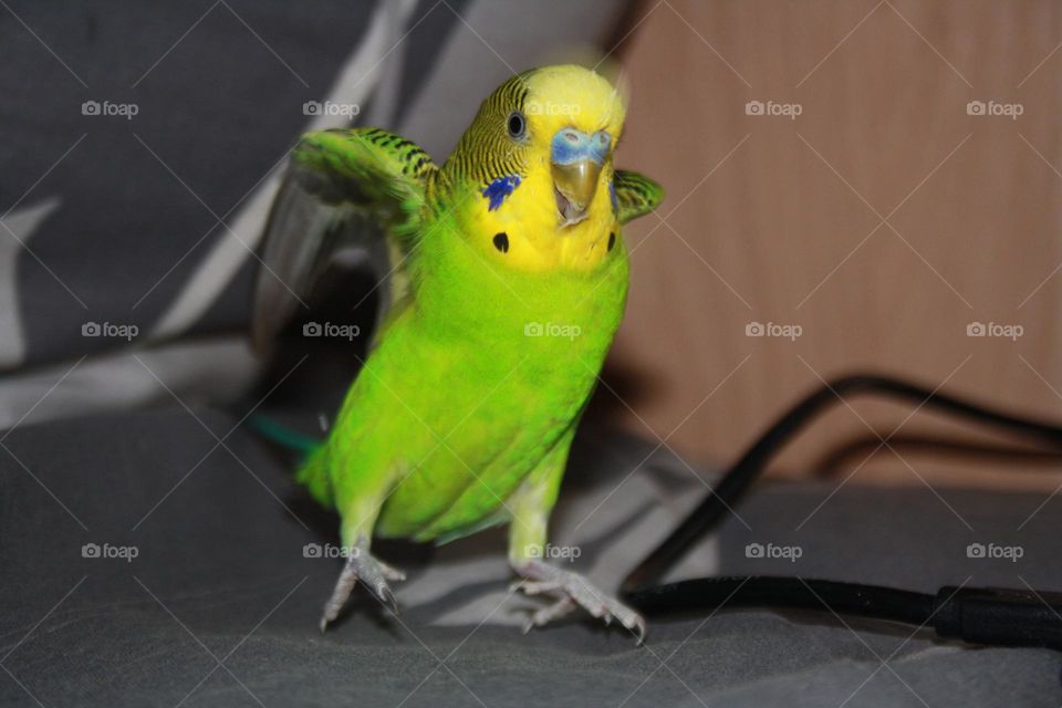 Parrot