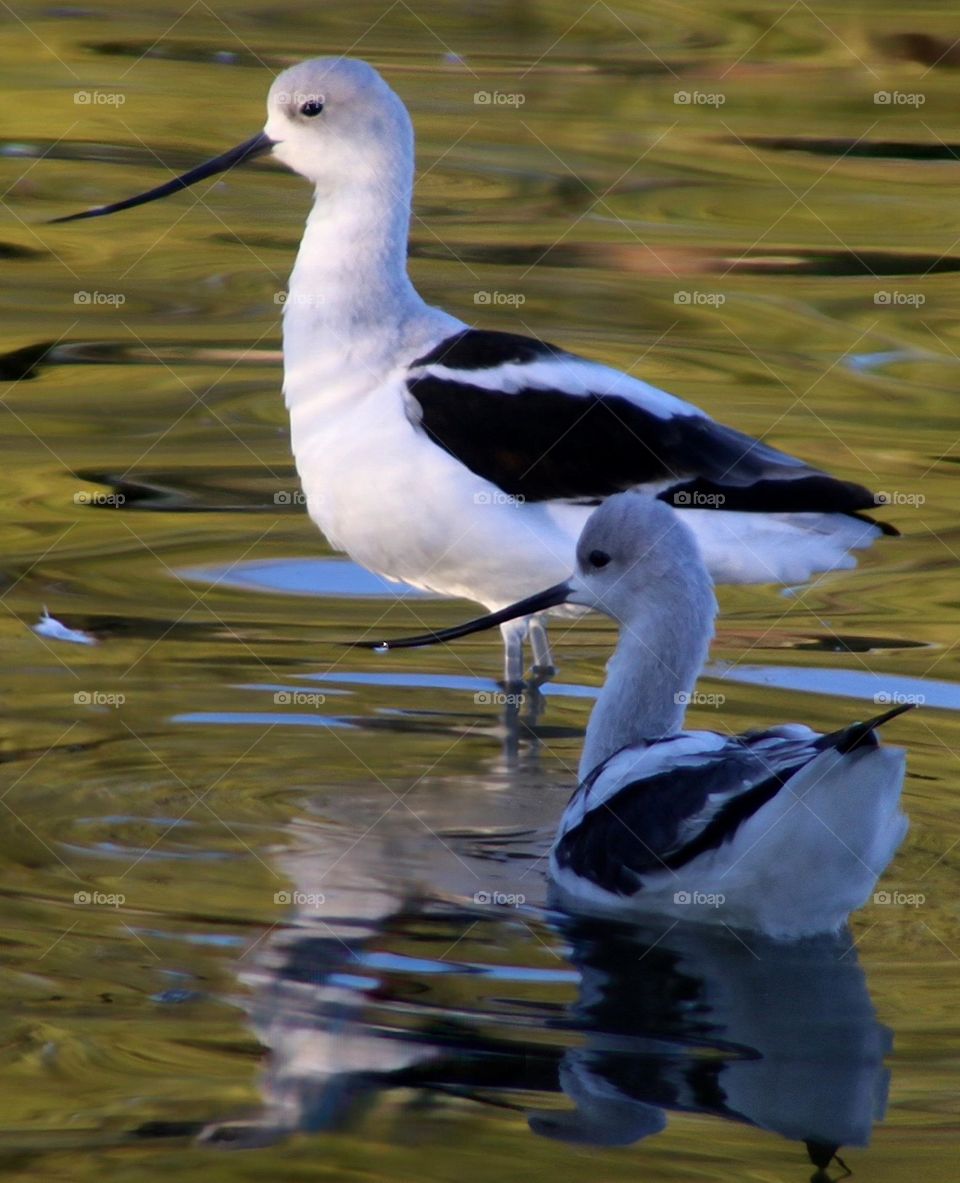 Two Avocet in Early Morning Light