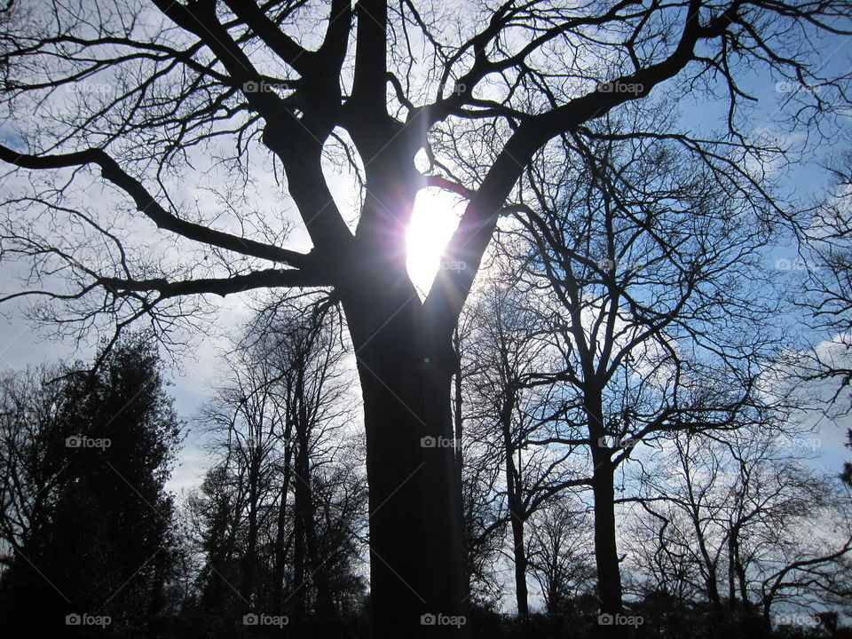 Tree, Winter, Branch, Wood, Fog