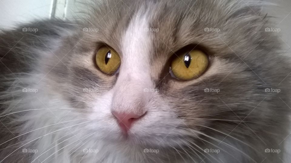 beautiful yellow eyes of gray fluffy cat
