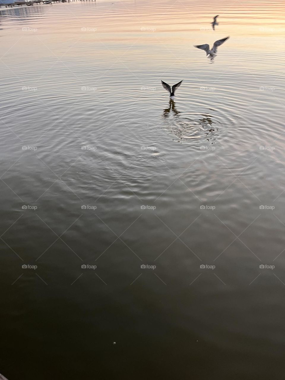 Seagulls hunting for fresh fish in the ocean.