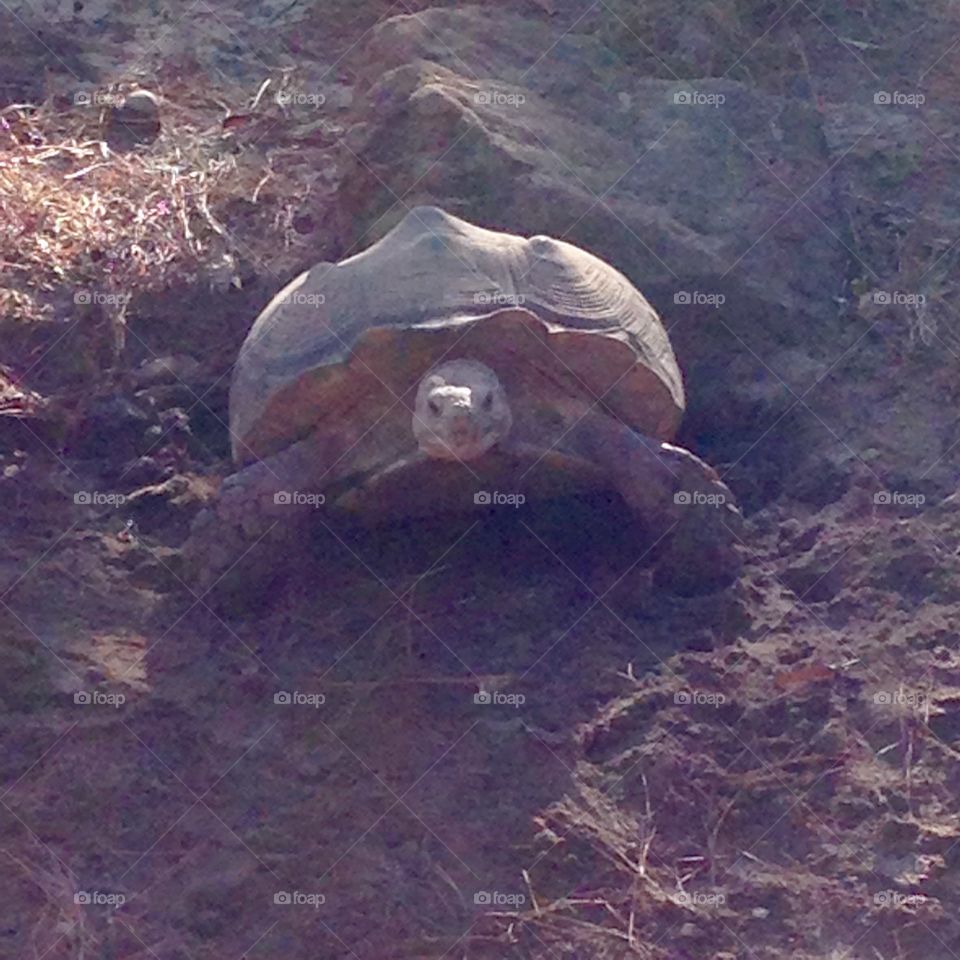 Tortoise tir. This tortoise seem to talk to me at the zoo. 