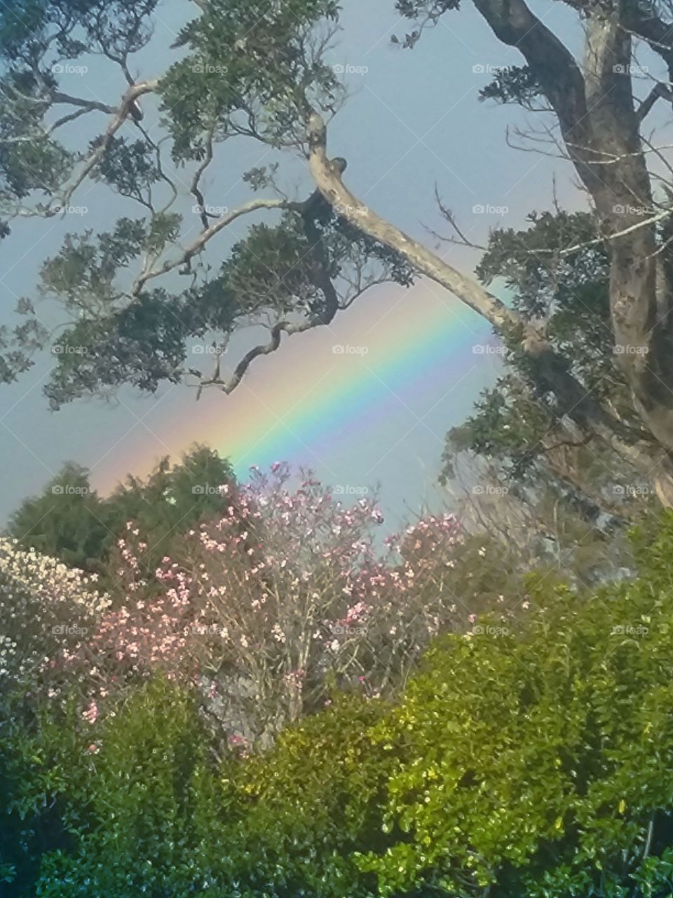 rainbow through the trees