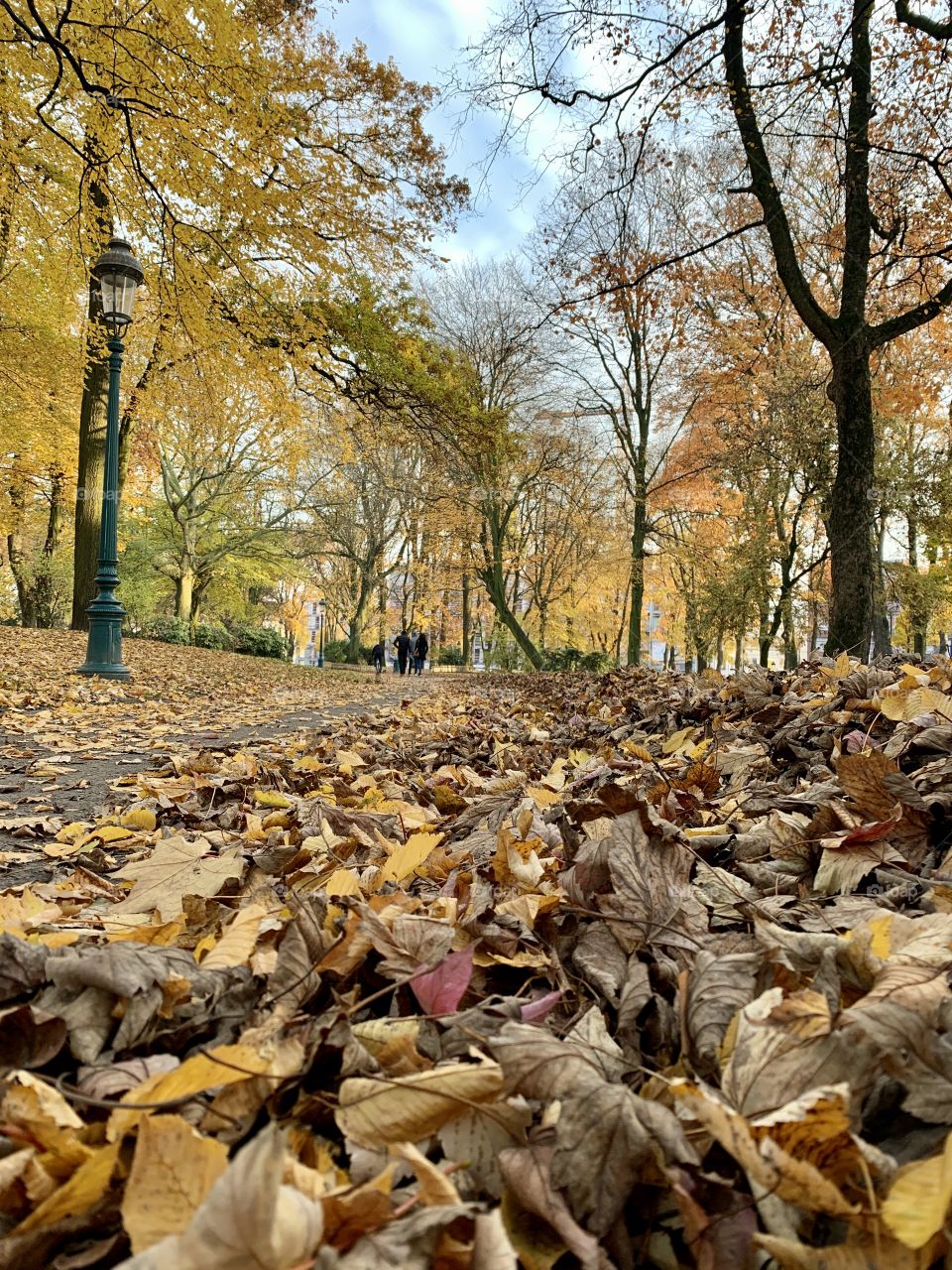 Autumn leafs