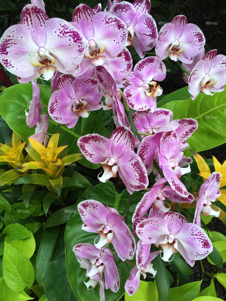 Purple Orchids blooming outdoors