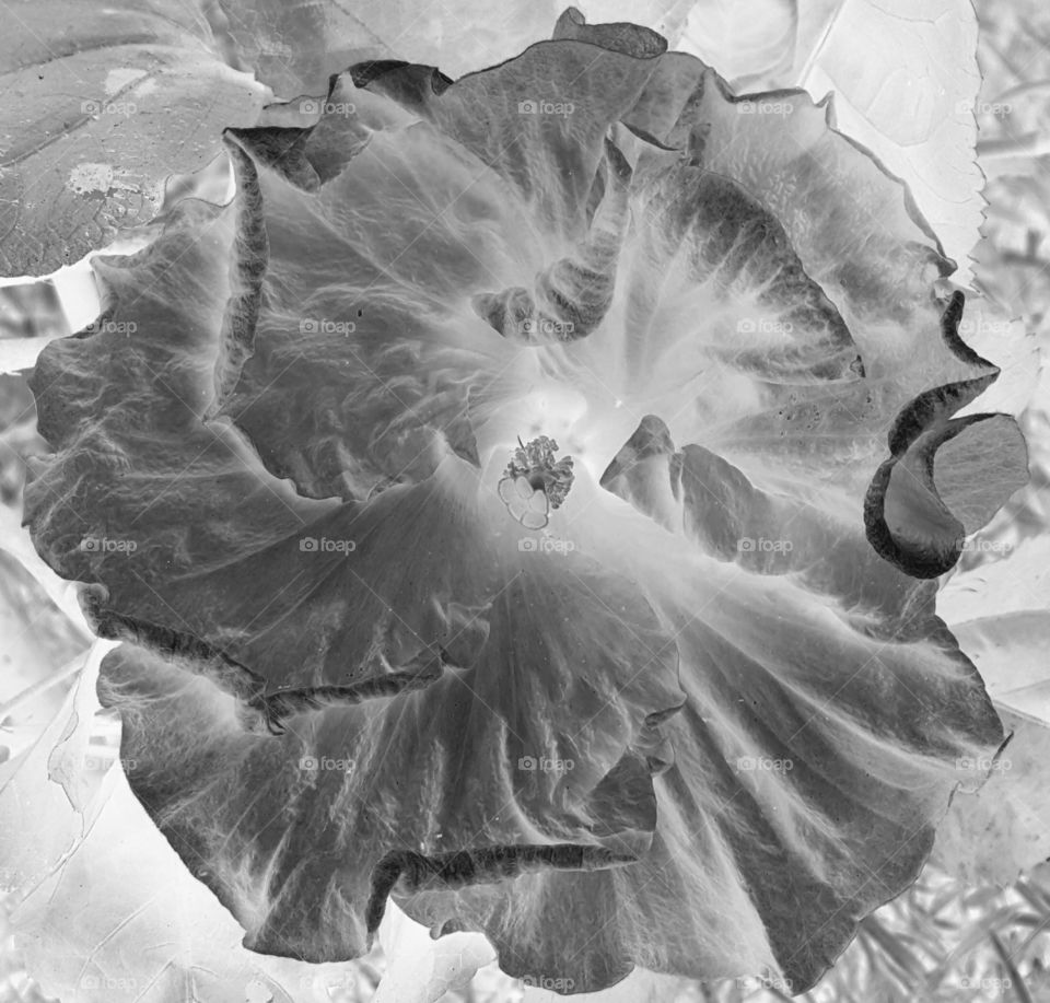 hibiscus negative grayscale