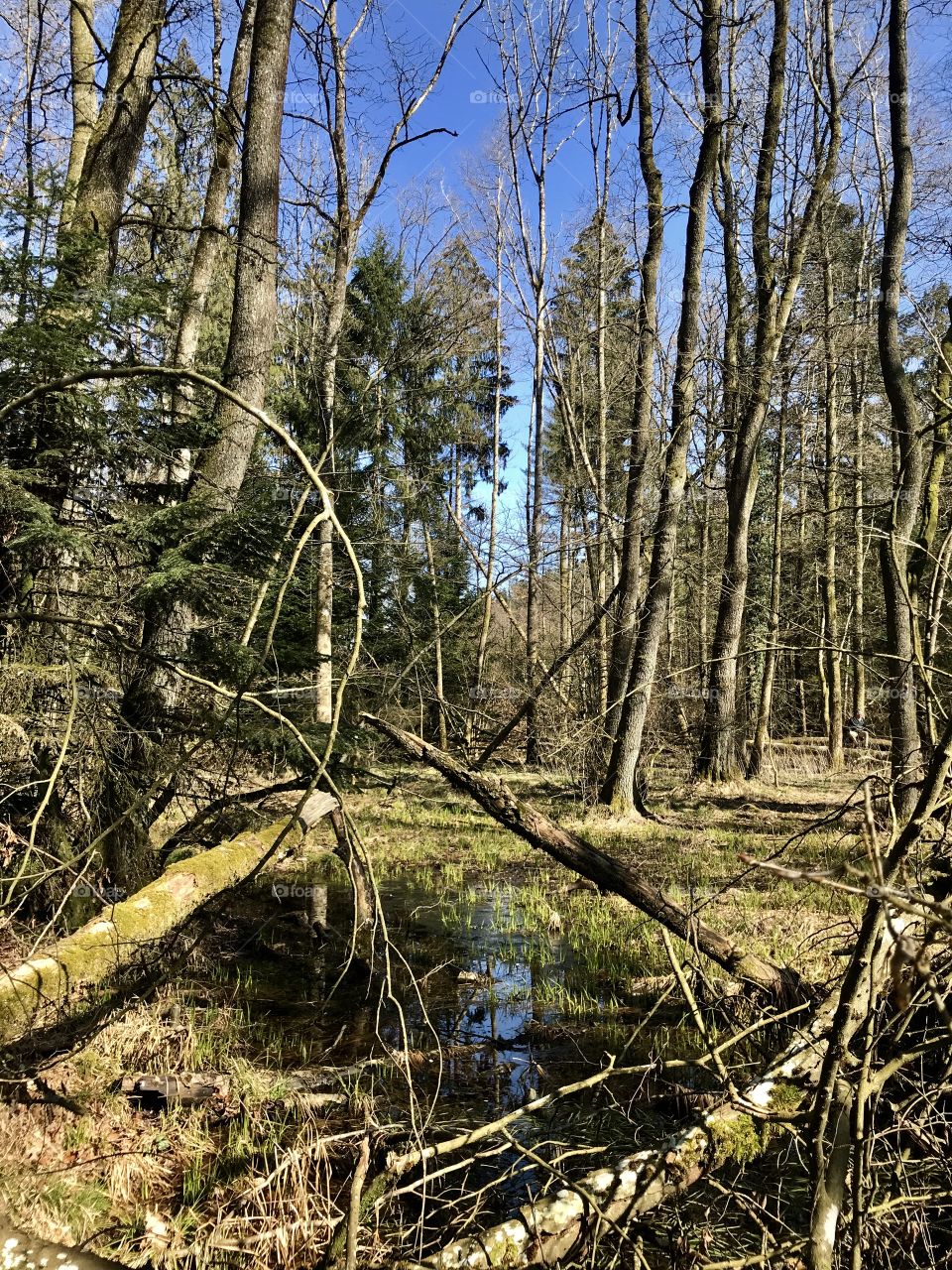 Swiss Forest Dägimoos 