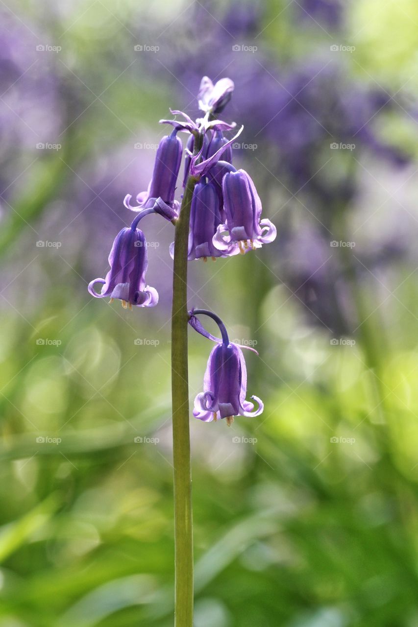A close up image of purple woodland bluebell flowers.