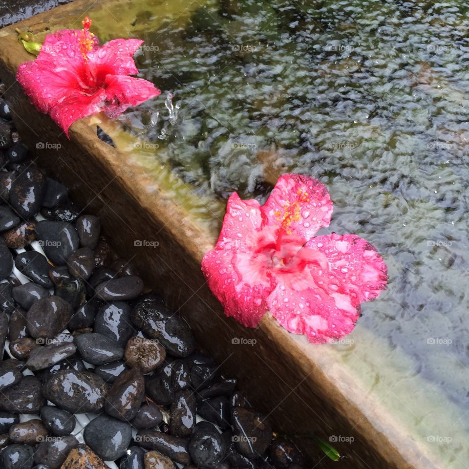 Rainy day hibiscus