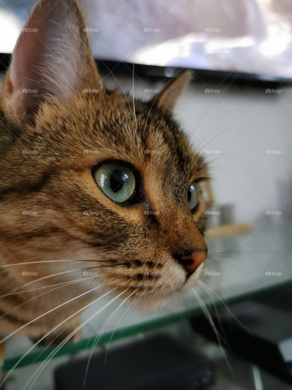 Eyes of my beautiful cat