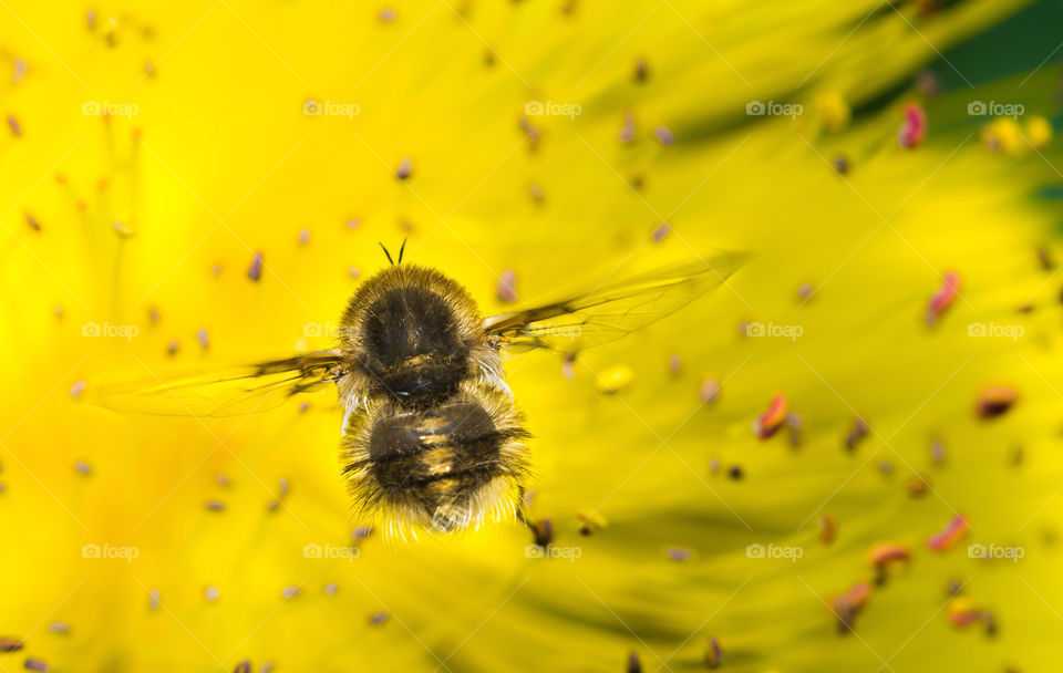 yellow flower macro closeup by aliasant