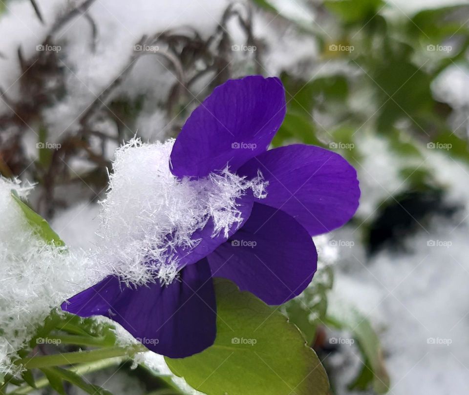 violets and first snow; such flowers like a little frost and snow, they can flowering even in the winter time