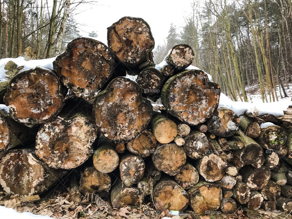 Nature, Tree, Wood, Desktop, Winter