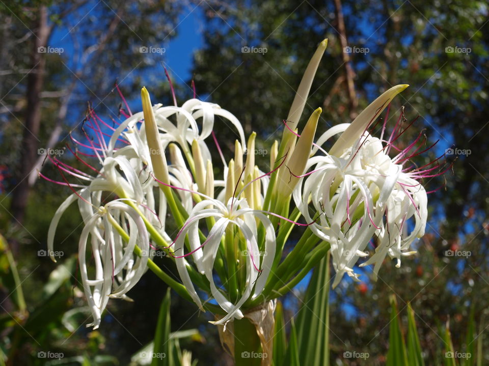 Australian bush flower summer