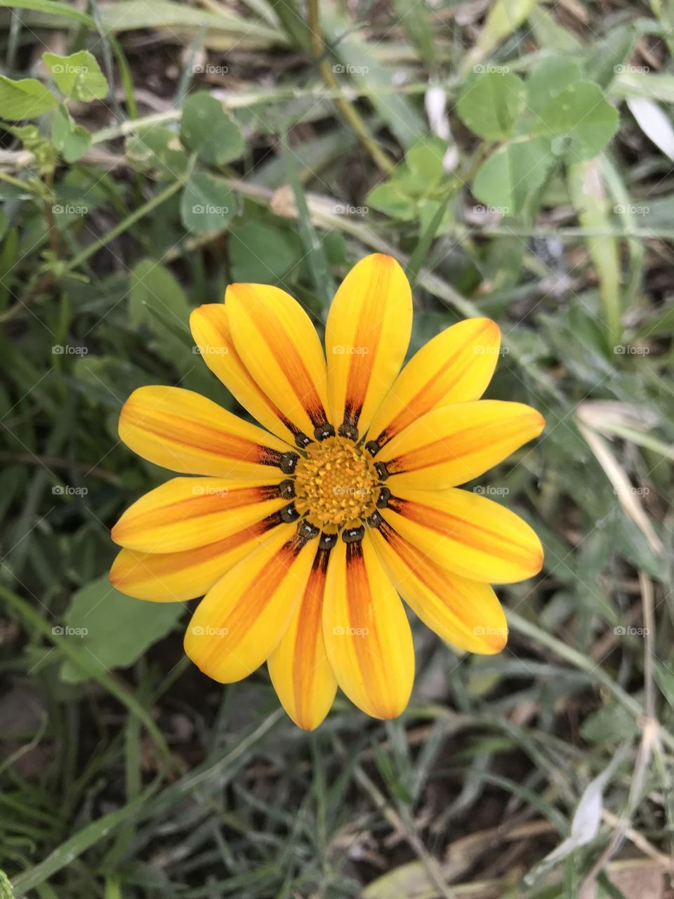 Yellow flower
