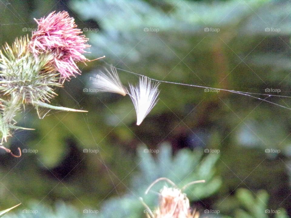 Flugsamen im Spinnennetz
