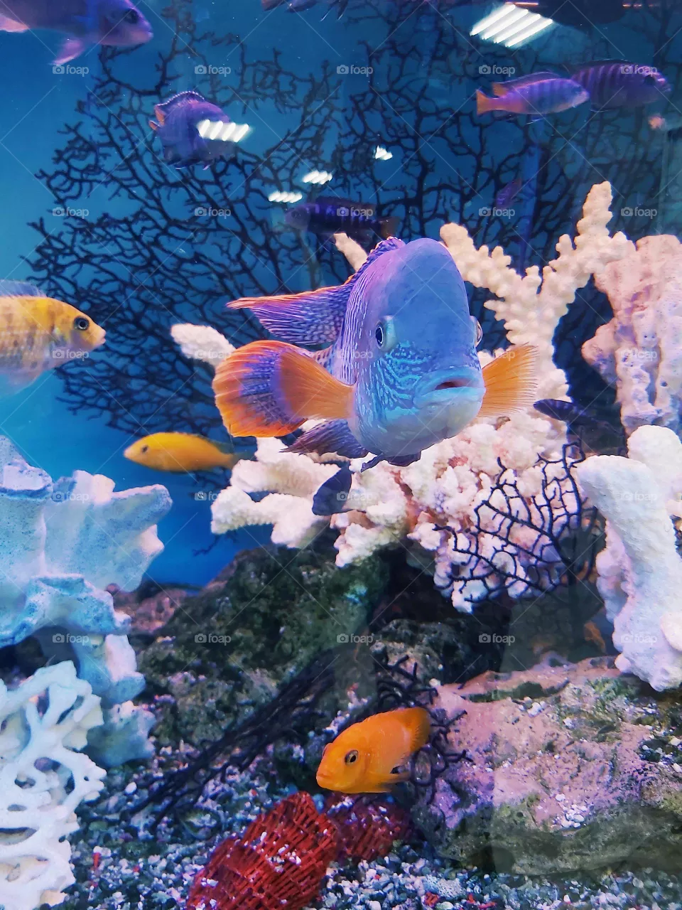 Coral