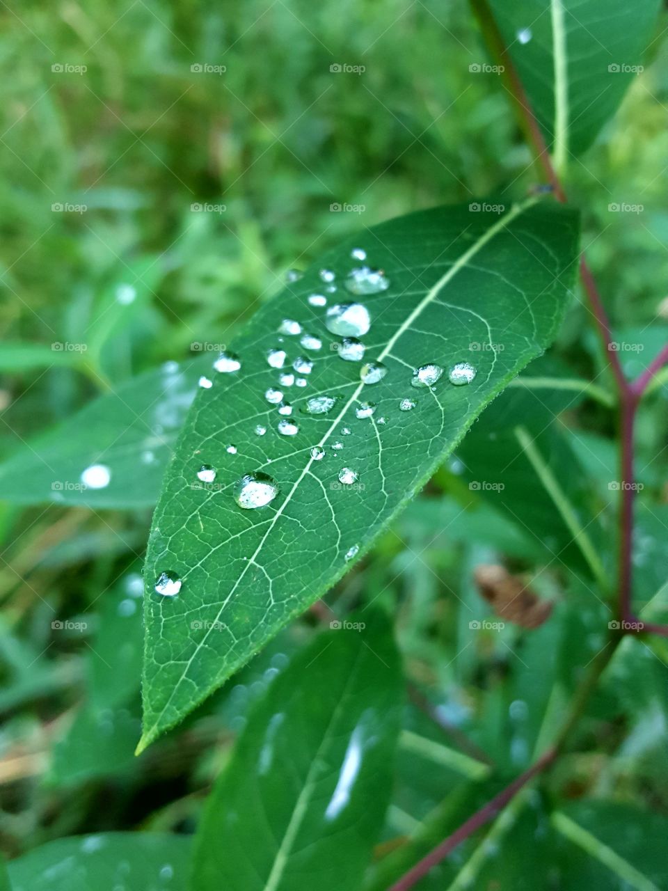 water drops