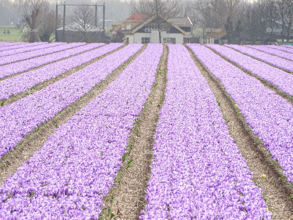 Field with crocuses